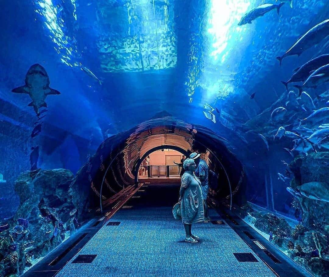 Dubai Aquarium & Underwater show