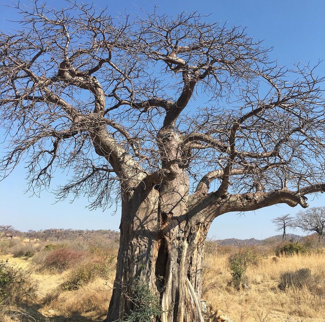 Animal in highlight – Baobab (A plant actually)
