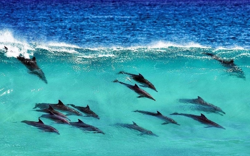 Swim with dolphins